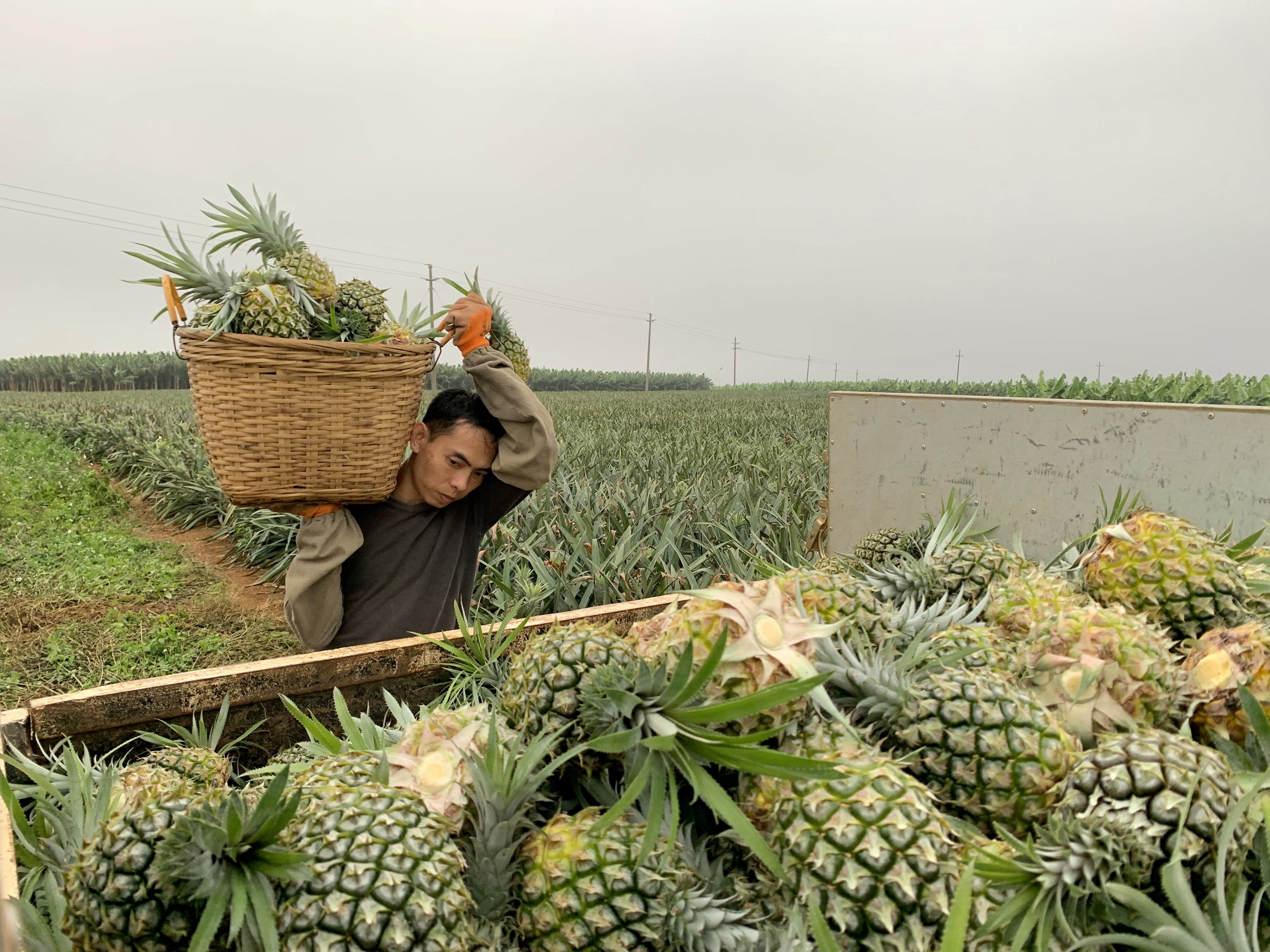 广东徐闻菠萝的海火遍全网,阿里数字化能力助当地果农增收