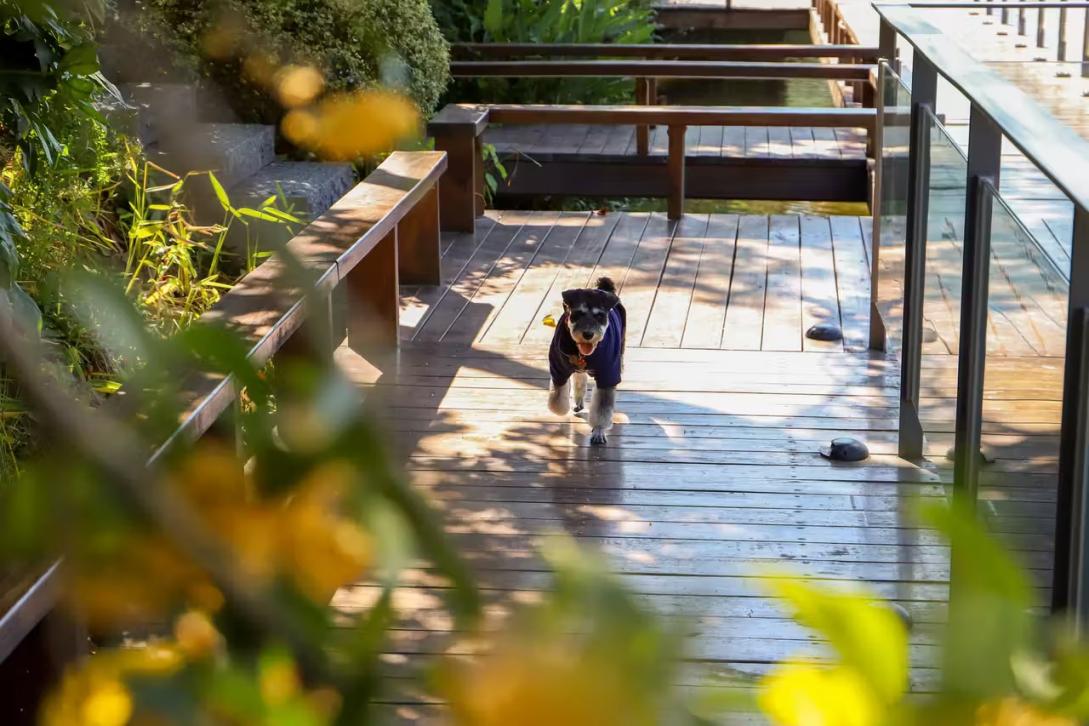 A dog walking on a wooden deck

AI-generated content may be incorrect.