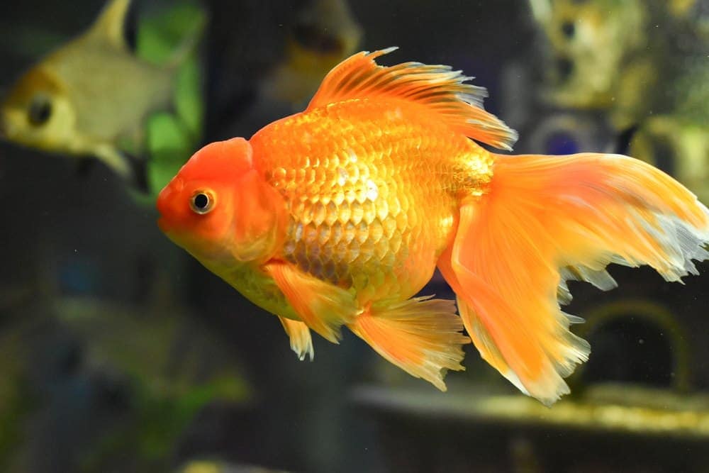 Veiltail-goldfish.jpg