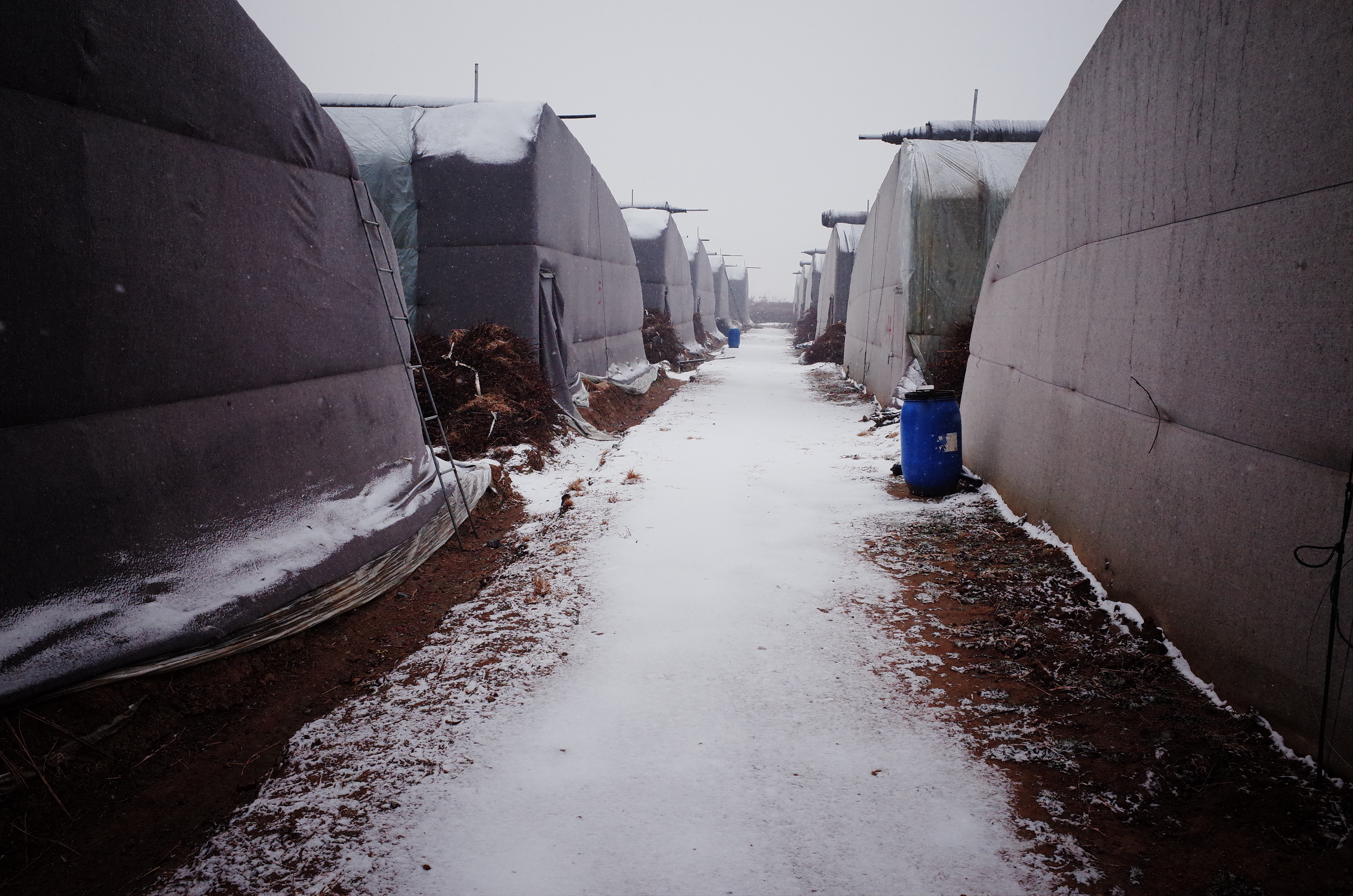 2022年的第一场雪在蓝莓园悄然而至.jpg