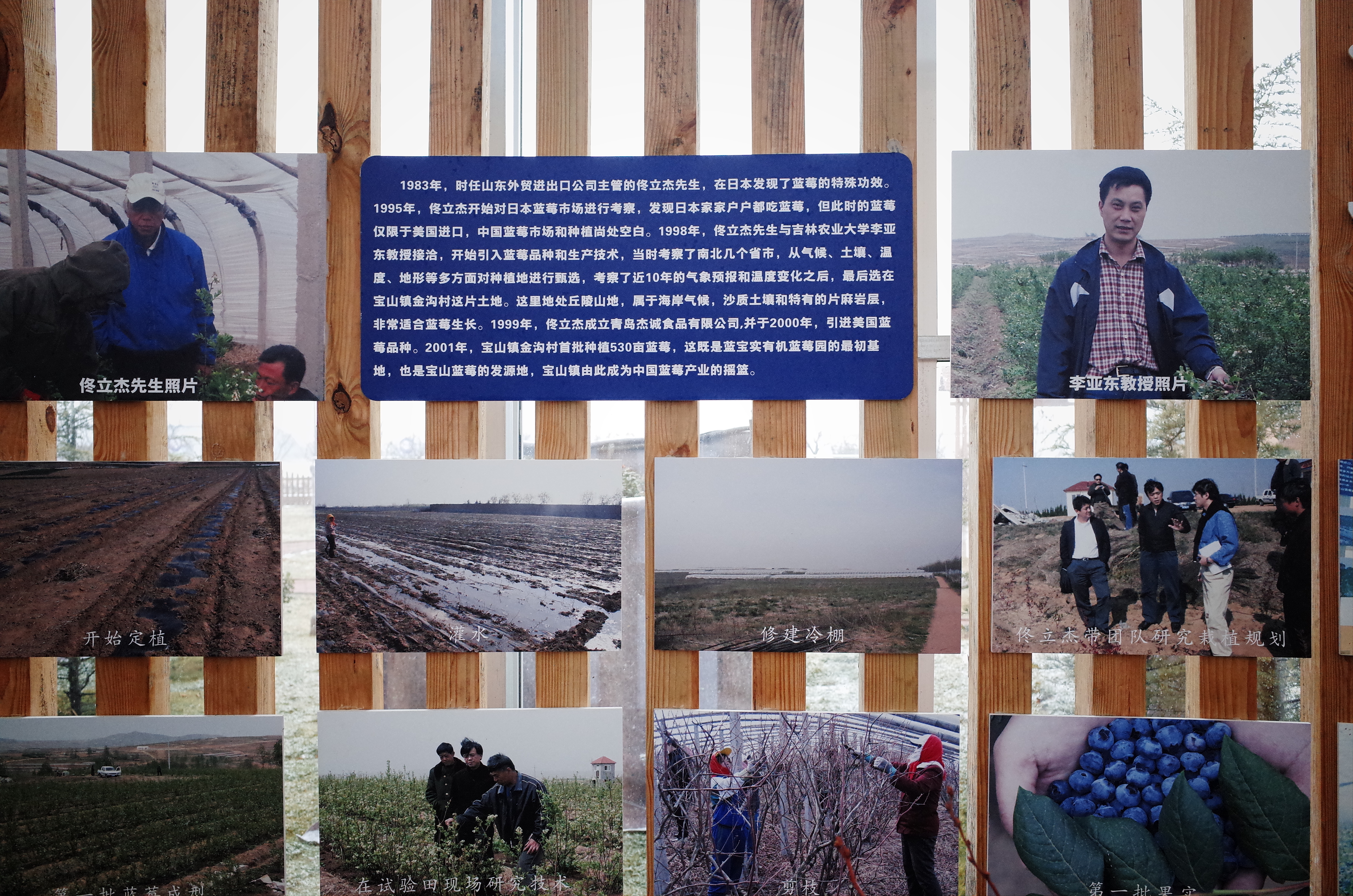 宝山镇蓝莓园里，有蓝莓在当地的发展小史.jpg